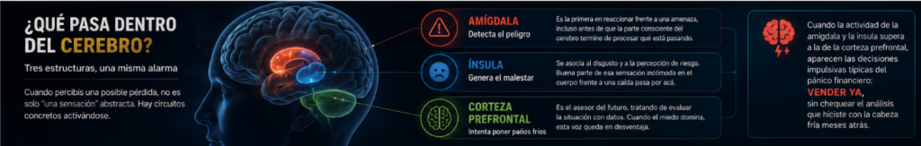 Amigdala Insula Corteza prefrontal
